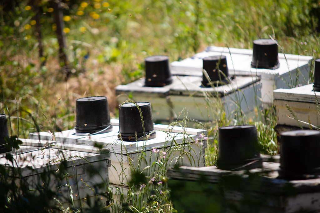 Bee hives