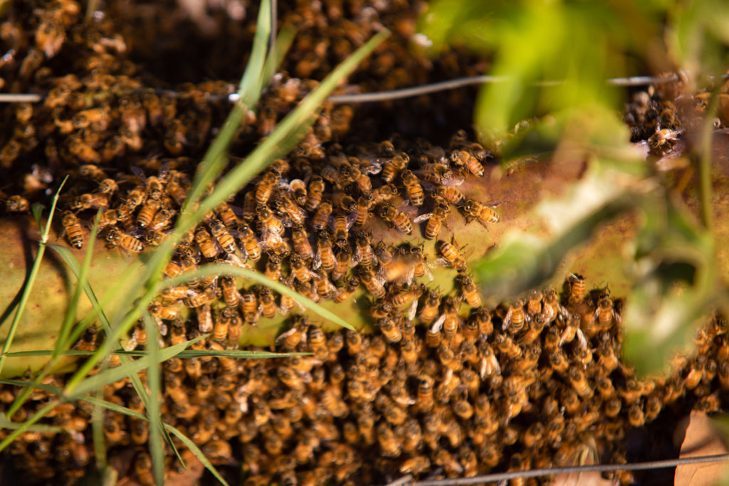honey bees swarming 