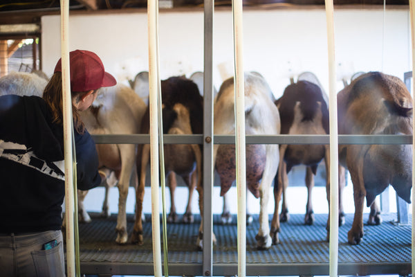 milking the goats