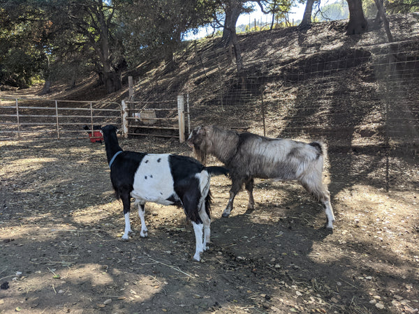 goat flirting