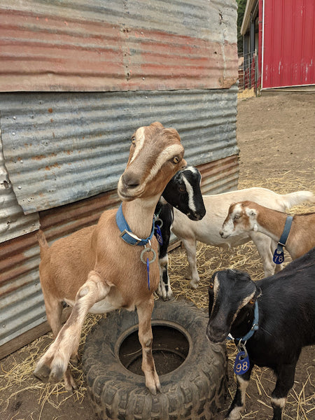 Stevie and other goats