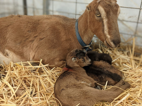 Stevie and her babies