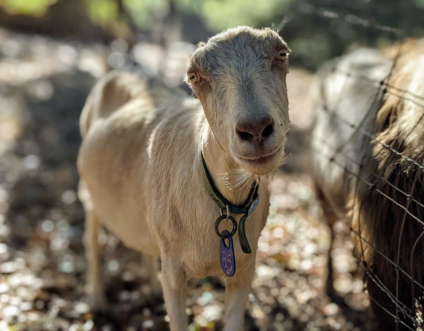 Annual Goat Sponsorship – Stepladder Ranch & Creamery