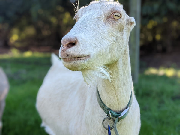 Turmeric the goat