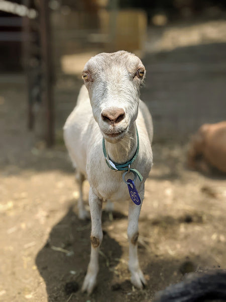 Turmeric smiling at the camera