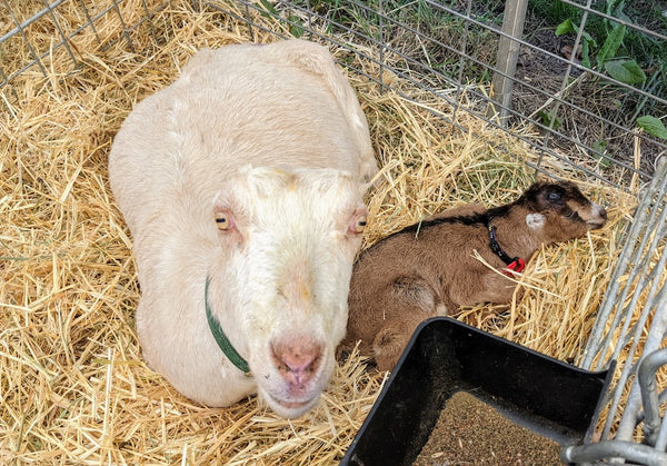 Turmeric with her babies