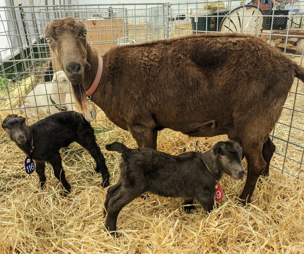 Dahlia with her babies