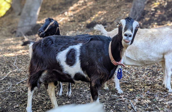 Wanda - goat sponsor