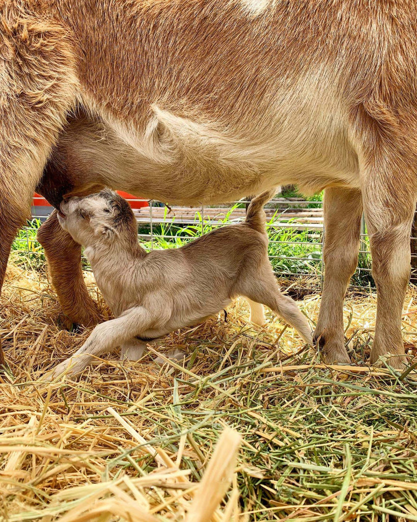 Baby goat drinking milk from mom goat