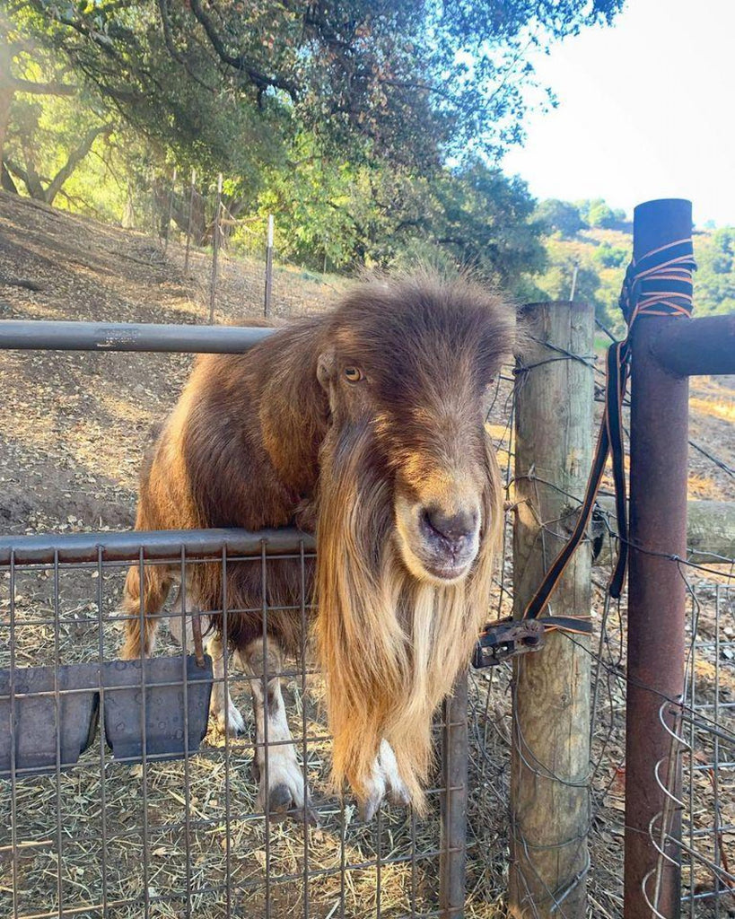 Smooth Criminal male goat