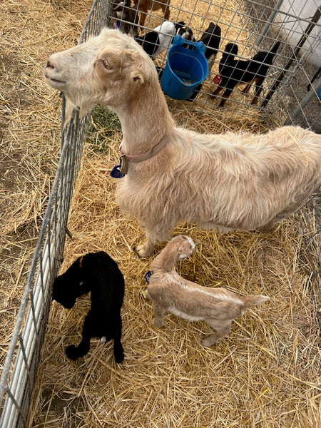 Mary Anne and babies