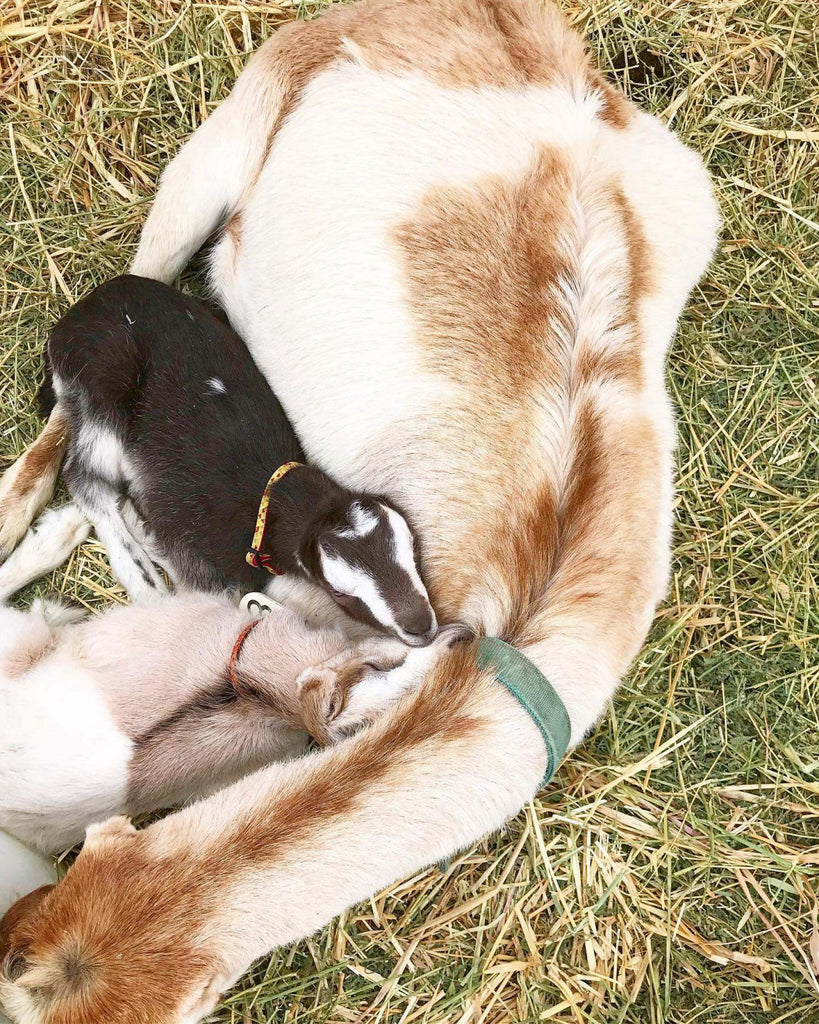 Mom goat and newborn snuggles