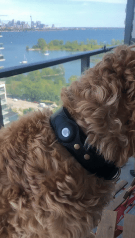 Abby’s Apple AirTag Dog Collar