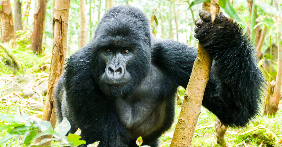 Dian Fossey Gorilla Fund