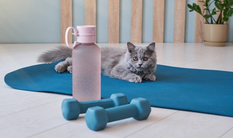 pet diet and exercise