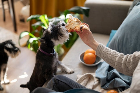 dog eating unhealthy table scraps