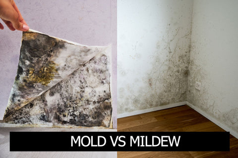 Do you know the difference between Mold and Mildew