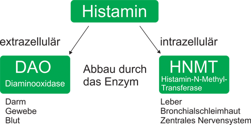 histaminabbauende Enzyme
