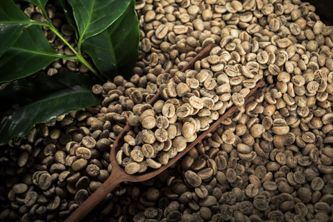 Coffee beans that have not been roasted