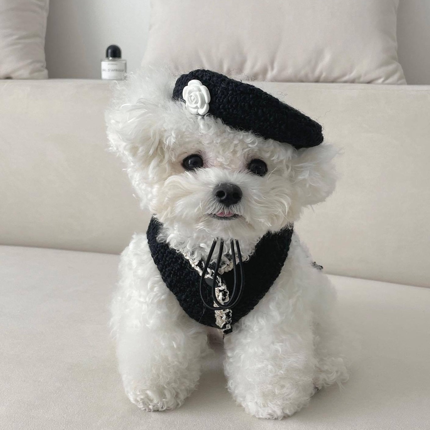 Khám phá 91 chanel dog accessories siêu đỉnh  trieuson5