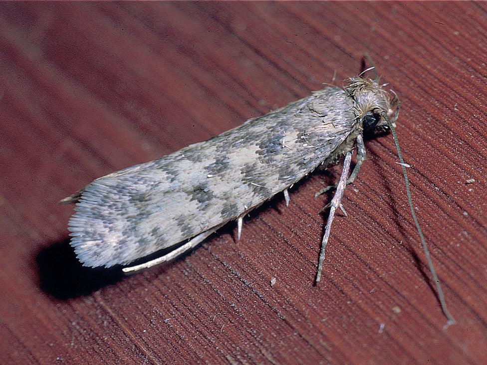 Adult