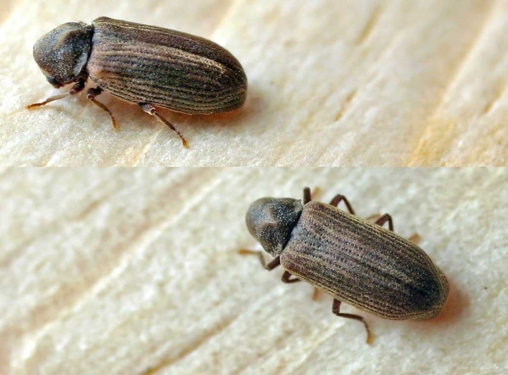 Black Carpet Beetles