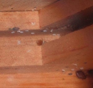 bed bug on wood frame