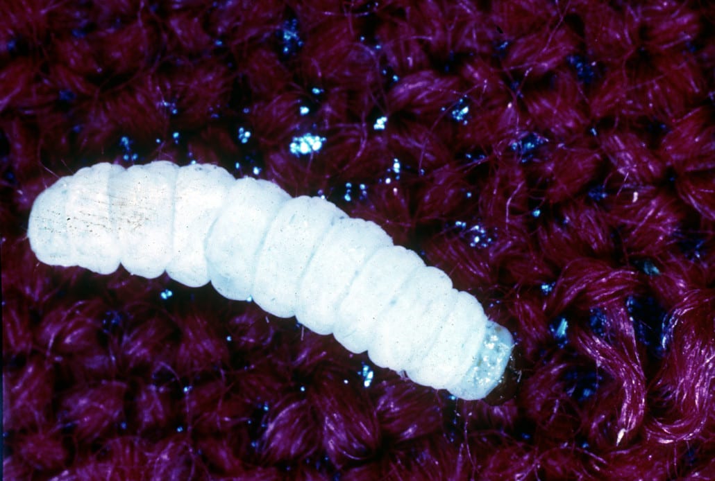 larvae