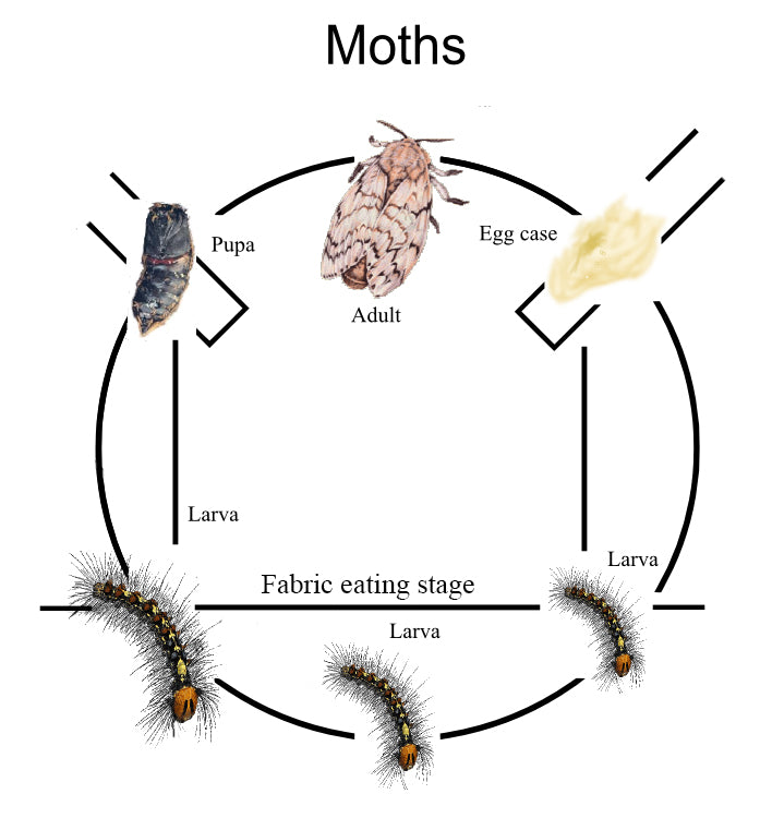 Clothes Moth Life Cycle