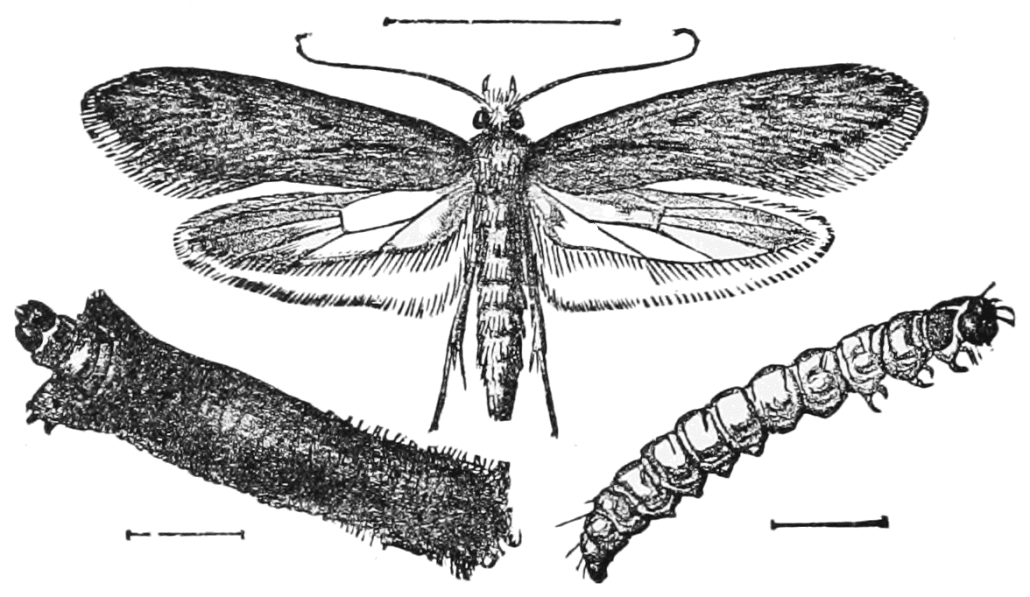 larvae