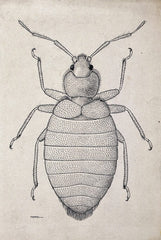 bed bug pencil drawing