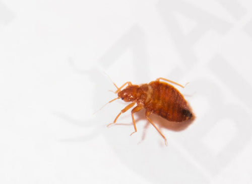 View Bed Bug Pictures In All Life Stages Zappbug