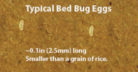Bed Bug eggs