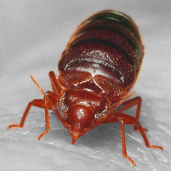 Bed Bug close up