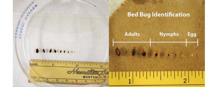 Bed Bug size close up through all life stages