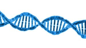bed bug DNA strand