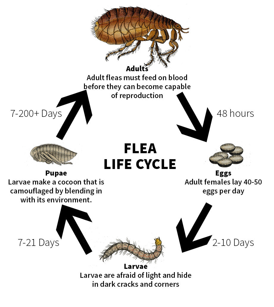 How To Get Rid Of Fleas – Zappbug