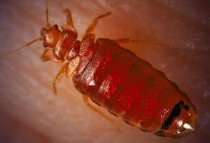 bed bug full of blood