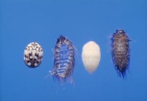 life stages of a carpet beetles