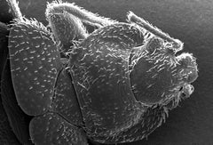 micro image of bed bug head