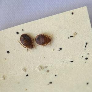 bed bug with their fecal debris