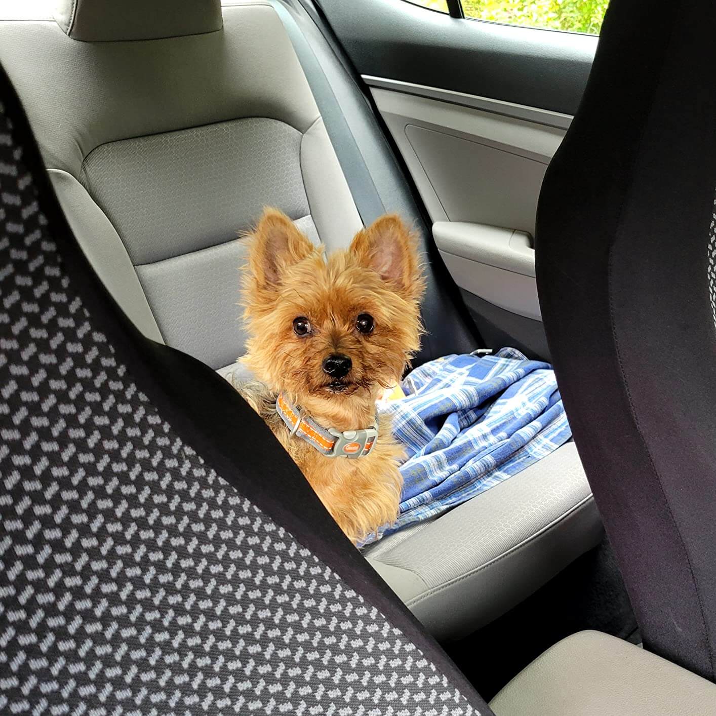 A small brown dog on the back seat of a car