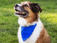 A brown dog with a blue bandana bowl at his neck