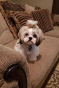 A small white dog sitting on the couch