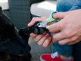 Cutting the nails of a black dog with a green Zen Clipper