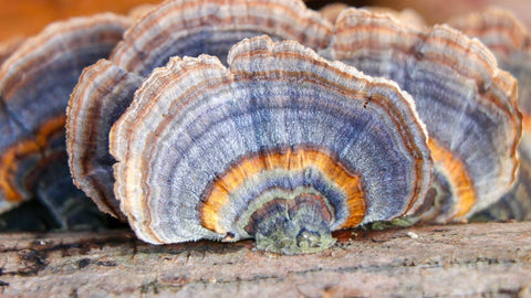 close up image of turkey tail mushroom