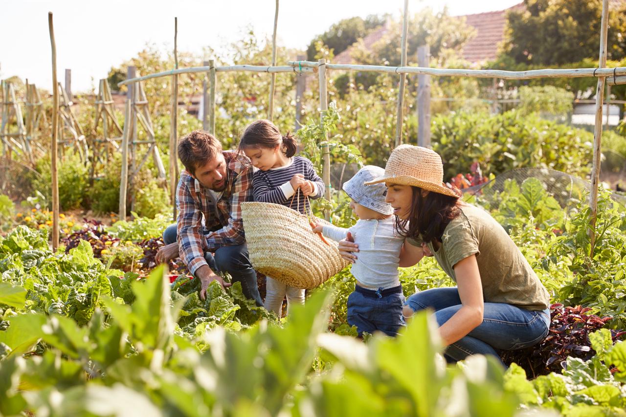 Homesteading with children teaches them invaluable life lessons in sustainability and self-sufficiency