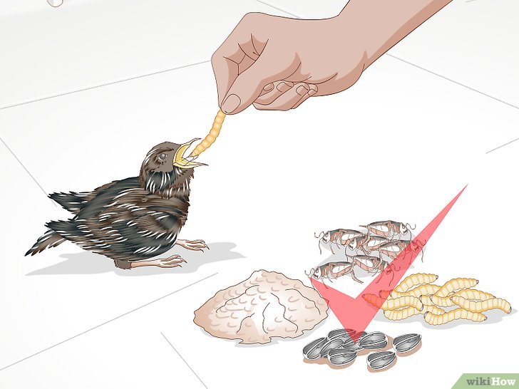 Bước 3: Chim là một nhóm động vật đa dạng có nhiều loại thức ăn khác nhau.
