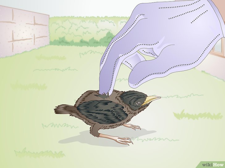 Bước 2: Kiểm tra lông là một cách đơn giản để xác định tuổi của chim.