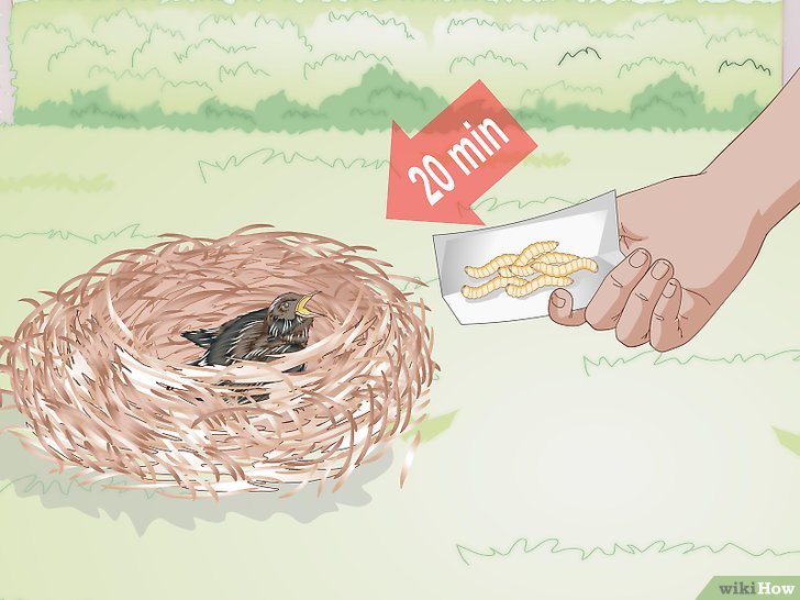 Bước 8: Cho ăn 20 phút một lần là một nguyên tắc quan trọng khi nuôi chim non.